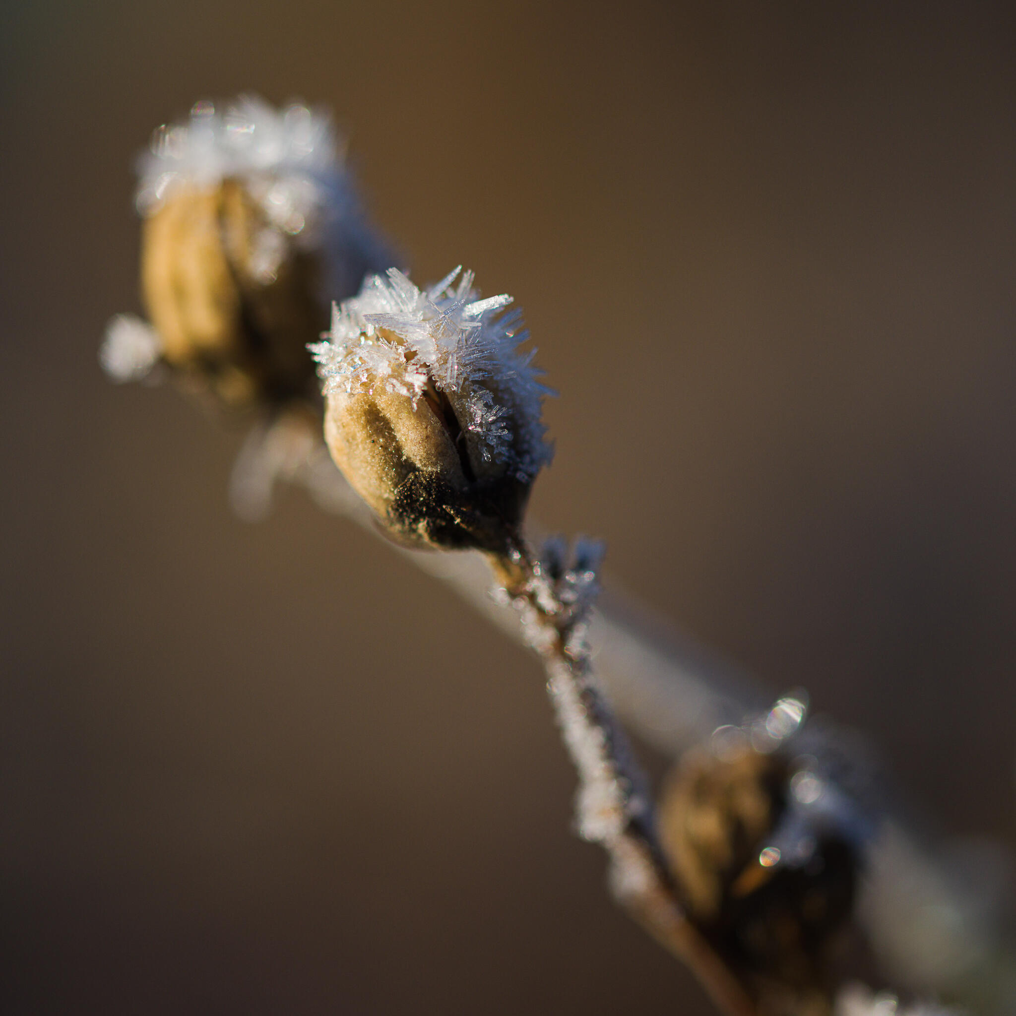 Tête givrée [Photo de Marc Chanteux]