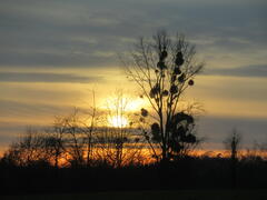 Neupré,  coucher du 27.01.24.