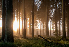 Lever du jour en forêt