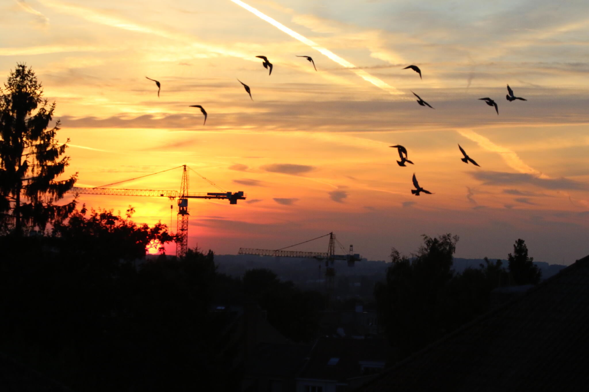 L'envol du coucher (Bruxelles) [Photo de Jean Putzeys]