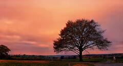 L'arbre magique