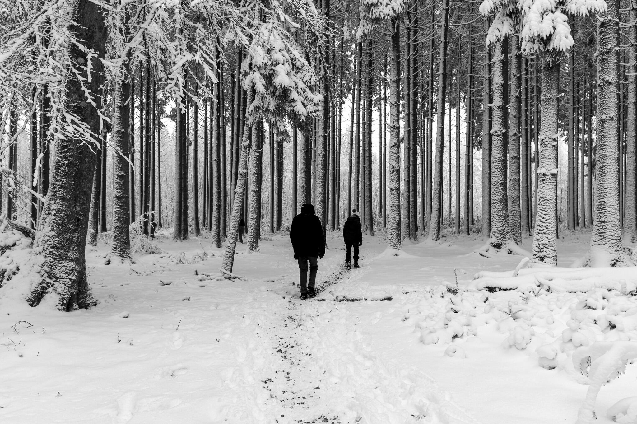 La for&ecirc;t nous regarde passer !