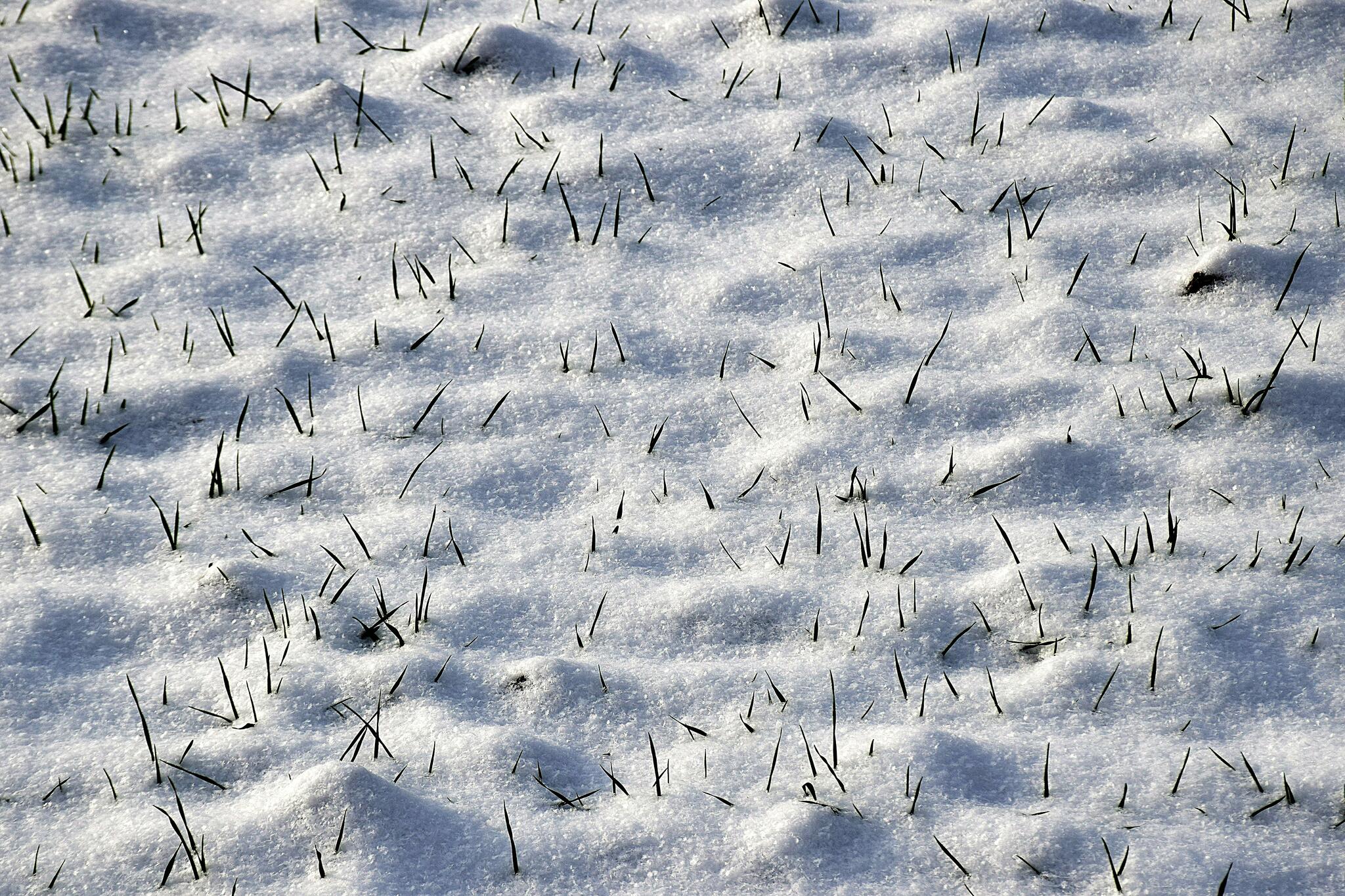 Jonch&eacute; d'&eacute;pines