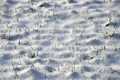 Jonch&eacute; d'&eacute;pines